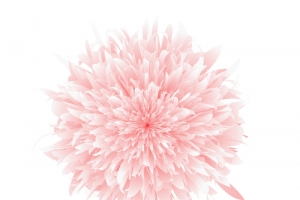 白牡丹插画元素