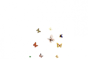 蝴蝶清明游玩