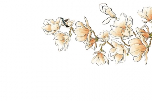 白色木棉花中国风
