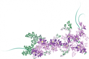 紫色薰衣草