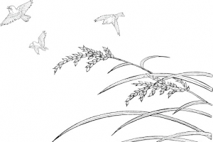 水稻和麻雀线描矢量素材