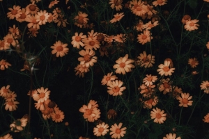洋甘菊 花 开花 植物 4k壁纸 3840x2160