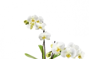小清新鲜花盆栽