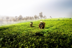 茶叶背景风景摄影