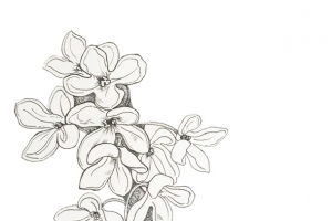 手绘桂花花瓣矢量图