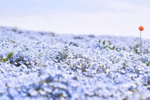  nemophila 花 花瓣 田野 4k壁纸 3840x2160