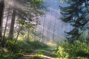 户外唯美深林风景