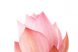 红色纯洁的白色纹理的水芙蓉实物
