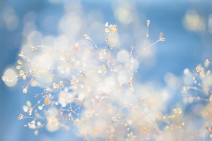 蓝色梦幻树叶冰花壁纸