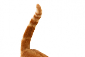 黄色的小猫咪