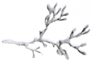 冰雪覆盖树枝