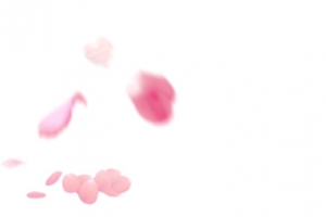 花瓣粉红花瓣飘落漂浮