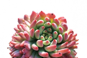 可爱  多肉植物   红宝石