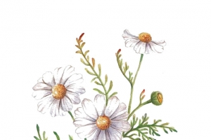 洋甘菊