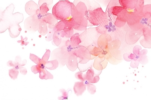 樱花红色樱花