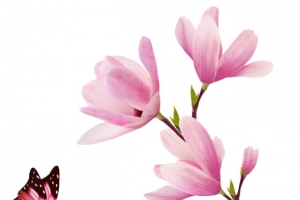 粉色玉兰花高清PNG透明植物装饰元素设计素材免费下载