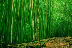翠绿竹林清新文艺背景