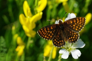  melitaea 蝴蝶 花 宏观 4k壁纸 3840x2160