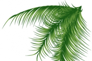 绿色植物细长叶子