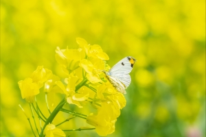 油菜花 蝴蝶 4k壁纸