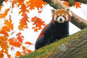 红熊猫 树 树叶 模糊 野生动物 动物 4k壁纸 3840x2160