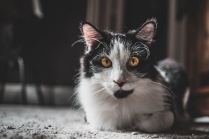 猫 一瞥 宠物 蓬松 动物 4k壁纸 3840x2160