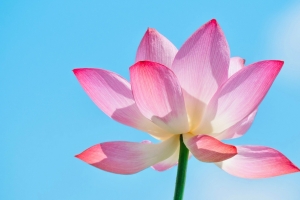粉色荷花 盛开花瓣 4K壁纸