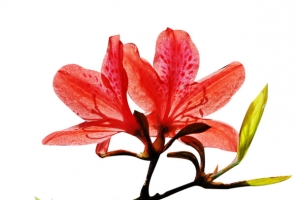开花映山红图片素材