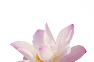 粉红色纯洁的印度国花水芙蓉实物