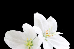 白色小清新梨花免扣素材