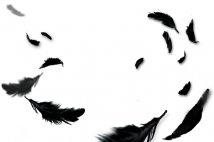 黑色羽毛漂浮png