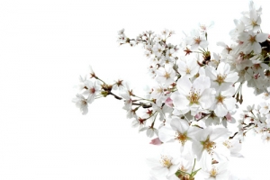 高清透明杏花白簇装饰植物PNG设计素材免费下载