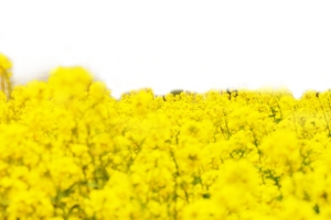 黄色油菜花海报背景