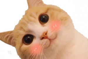 可爱猫咪免费下载