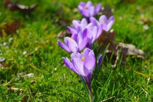 紫色草地藏红花高清PNG透明背景摄影风景设计素材免费下载