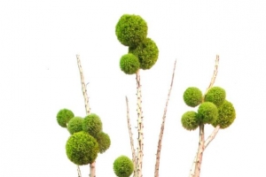绿色小草植物树枝