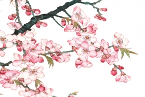 粉色桃花