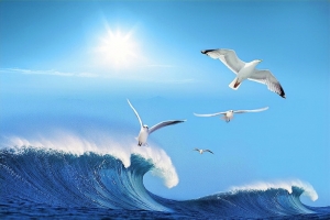 海鸥大海帆船杨帆启航