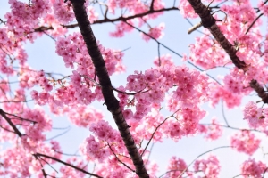 樱花 花瓣 花朵 树枝 树 粉红色 天空 4k壁纸 3840x2160