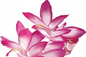 花，花朵，花纹，淘宝素材，花絮