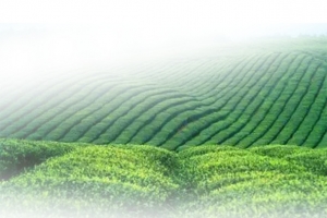 茶山背景..