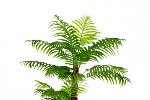 绿植风景树盆栽