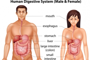 矢量男人女人结构物