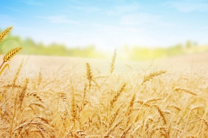 麦田背景banner