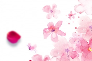 玫瑰花瓣梅花