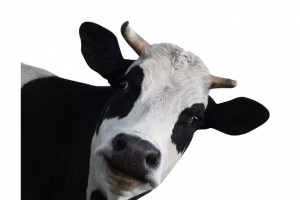 卡通扭头的小牛png