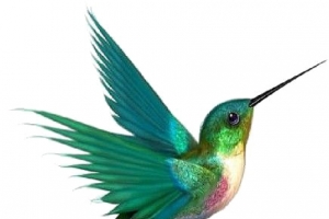 青鸟高清PNG透明手绘卡通元素图片设计素材免费下载