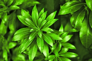 树叶 植物 灌木 宏观 4k壁纸 3840x2160