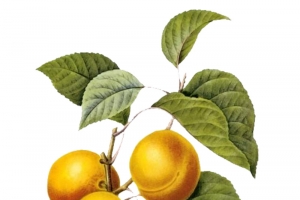 国外大师手绘杏子