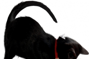 万圣节抓虫的黑猫